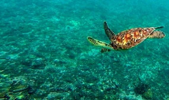 turtle diving over coral. photo credit - SPREP