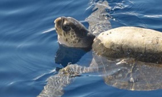 The green sea turtle's range extends throughout tropical and subtropical seas around the world. Photo: Constanza S. Mora, (CC BY 2.0)