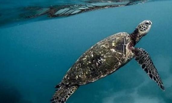  Asia-Pacific nations must ‘work together’ to save their ocean