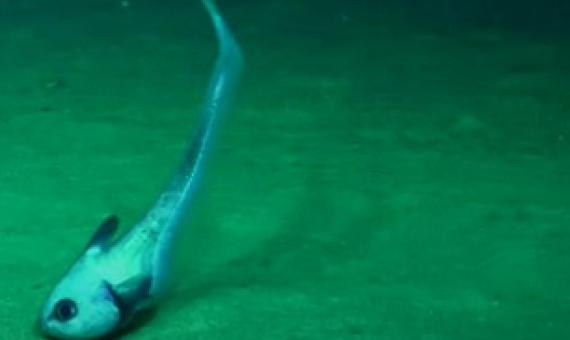 There could be animals in deep-sea reefs that have never been recorded before.(Supplied: Schmidt Ocean Institute)