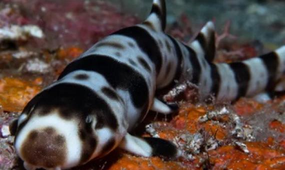 A JUVENILE WALKING SHARK (HEMISCYLLIUM MICHAELI) FOUND IN MILNE BAY, PAPUA NEW GUINEA. (© CONSERVATION INTERNATIONAL/ MARK ERDMANN)