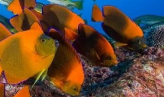 Webinar - Rebuilding marine biodiversity