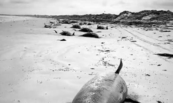 whale and dolphin strandings, Chatham Islands, New Zealand. Credit - Sam Wild