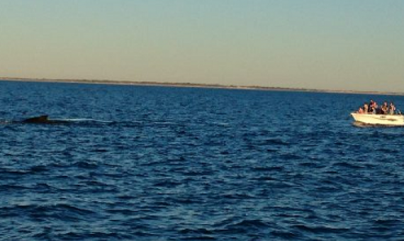 Whale watching is seen as an ethical alternative to viewing captive cetaceans. Credit: Neena Bhandari/IPS  