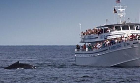 A whale watching tour off the coast of Massachusetts. Photo: Matthew Ferrell/Flickr CC