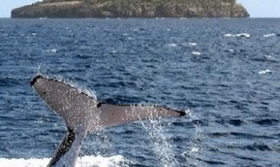 This photograph taken on August 4, 2008 shows a humpback whale diving near the island of Vava'u in Tonga. Photo: DAVID BROOKS / AFP