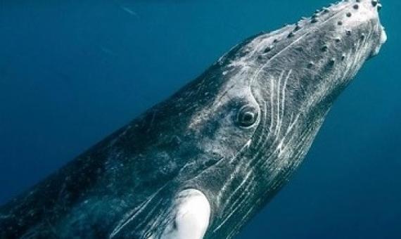 Talks on a global governance system for the high seas to better protect marine biodiversity have made little progress in recent months. (Photo: Christopher Michel/Flickr)