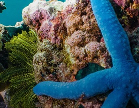 Tired of ‘writing obituaries for coral reefs,’ surfing scientists find new ways to save them