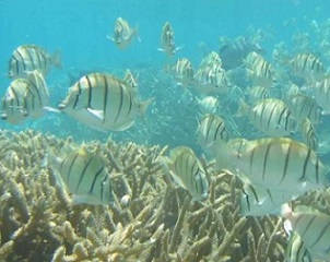 A large shoal of herbivorous surgeonfish (Acanthurus triostegus) swims amongst tropical reef corals. Credit: Elizabeth Madin, University of Hawai'i
