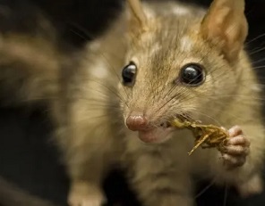  A northern quoll. Scientists researching Australia’s Threatened Species Index found mammal populations increased five-fold at 15 feral cat and fox-free sites. Photograph: Jonathan Webb/AFP/Getty Images