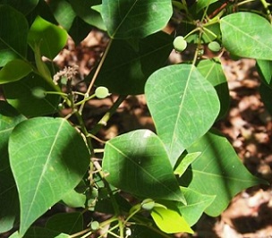 Homalanthus nutans, or Mamala. Photo: [Mark Marathon / CC BY-SA (https://creativecommons.org/licenses/by-sa/4.0) Mark Marathon]