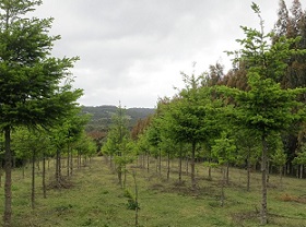 Recently planted pine plantation on Chiloe Island, Chile. Credit: Robert Heilmayr