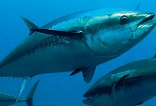 Tuna fishery. Credit - the Loop PNG, https://www.looppng.com/