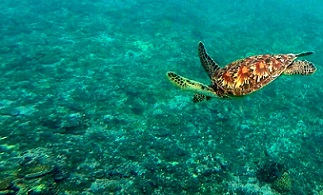 Turtle diving over corals. credit - SPREP