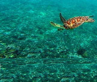 Sea turtle diving on reef, Nauru. Credit - SPREP