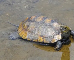 Japan’s own native, endangered species are also being negatively impacted by the international pet trade, including its turtle species, the study found (Getty Images/iStockphoto)