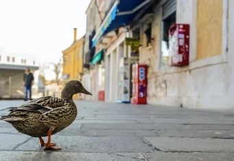 The Venice lagoon is a fragile ecosystem. Photograph: Errebi - Mirco Toniolo/REX/Shutterstock