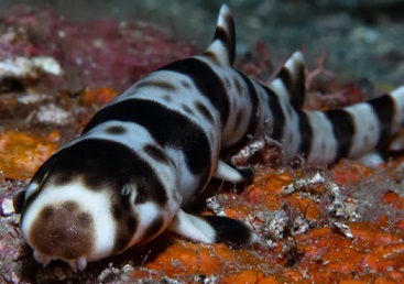 A JUVENILE WALKING SHARK (HEMISCYLLIUM MICHAELI) FOUND IN MILNE BAY, PAPUA NEW GUINEA. (© CONSERVATION INTERNATIONAL/ MARK ERDMANN)