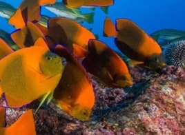 Webinar - Rebuilding marine biodiversity