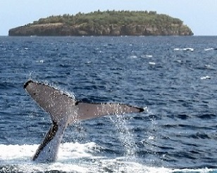 A humpback whale diving near the island of Vava'u in Tonga. Credit - DAVID BROOKS / AFP
