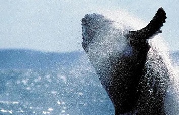 humpback whale off the coast of Australia, one of the species that has benefited from conservation efforts. Photograph: Daniel Bayer/AFP/Getty Images