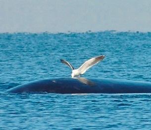 A kelp gull pecks at the back of a southern right whale off Valdes Peninsula, Argentina. Photo by Mariano Sironi/Instituto de Conservación de Ballenas, Argentina