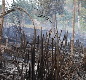 Indigenous knowledge and the persistence of the 'wilderness' myth. Credit: Wolfram Dressler