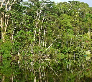 OVER-EXTRACTION OF THE ENVIRONMENT, POLLUTION OF THE ENVIRONMENT, AND ILLEGAL TRADING ARE ALL FACTORS THAT COULD LEAD TO THE EXTINCTION OF ENDANGERED SPECIES. CREDIT - https://www.fbcnews.com.fj/ 